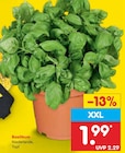 Basilikum Angebote bei Netto Marken-Discount Gütersloh für 1,99 €