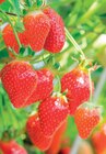 Jardineries du terroir Dole - Promo Fraisiers Promo Fraisiers à 3,99 € dans le catalogue Jardineries du terroir à Dole