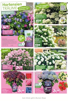 Hortensie im aktuellen Blumen Risse Prospekt (Bergisch Gladbach) Hortensie im Blumen Risse Prospekt "Blütenglück für Ihr Sommerparadies" mit 8 Seiten (Bergisch Gladbach)