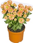 Aktuelle Chrysantheme Angebote bei BayWa Bau- und Gartenmärkte in Nürnberg Aktuelles Chrysantheme Angebot bei BayWa Bau- und Gartenmärkte in Nürnberg ab 1,79 €