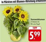 Sonnenblumen bei EDEKA im St. Blasien Prospekt für 5,99 €