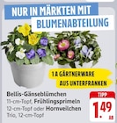 Bellis-Gänseblümchen, Frühlingsprimeln, Hornveilchen bei EDEKA im Reinheim Prospekt für 1,49 €