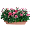 Jardinière de chrysanthèmes - Carrefour à Chelles Jardinière de chrysanthèmes en promo chez Carrefour Chelles à 8,99 €
