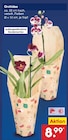 Orchidee für 8,99 € bei Netto Marken-Discount im Angebot Orchidee im aktuellen Netto Marken-Discount Prospekt