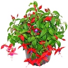 Fuchsie stehend Angebot in Duderstadt Fuchsie stehend im aktuellen Prospekt bei Penny in Duderstadt