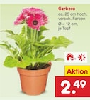Netto Marken-Discount Lüchow (Wendland) Prospekt mit  im Angebot für 2,49 €