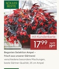 Begonien Selektion Ampel bei Pflanzen Kölle im Unterhaching Prospekt für 17,99 €