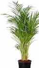 Aktuelles Goldfruchtpalme Angebot bei Dehner Garten-Center in Essen ab 21,99 €