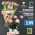 7 Kenia Hochlandrosen verschiedene Farben oder 5 Pfingstrosen aus Deutschland im Angebot bei EDEKA in Gießen 7 Kenia Hochlandrosen verschiedene Farben oder 5 Pfingstrosen aus Deutschland Angebote von EDEKA bei EDEKA Gießen für 3,99 €