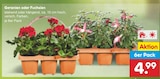 Geranien oder Fuchsien Angebote bei Netto Marken-Discount Coburg für 4,99 €