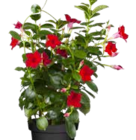 Dipladenia Busch von Kölle's Beste für 4,99 € bei Pflanzen Kölle im Angebot Dipladenia Busch von Kölle's Beste im aktuellen Pflanzen Kölle Prospekt