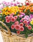 Chrysanthemen 'Jellyfish' für 1,99 € bei Netto mit dem Scottie im Angebot Chrysanthemen 'Jellyfish' im aktuellen Netto mit dem Scottie Prospekt