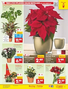 Blumentopf im aktuellen Netto Marken-Discount Prospekt (Pforzheim) Blumentopf im Netto Marken-Discount Prospekt "Aktuelle Angebote" mit 65 Seiten (Pforzheim)