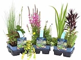 Teichpflanzen – 4er Set von  im aktuellen Pflanzen Kölle Prospekt für 9,99 €