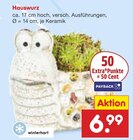 Aktuelle Zimmerpflanzen Angebote bei Netto Marken-Discount in Düsseldorf Aktuelles Hauswurz Angebot bei Netto Marken-Discount in Düsseldorf ab 6,99 €