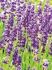 Lavendel im Angebot bei toom Baumarkt in Mönchengladbach Lavendel Angebote bei toom Baumarkt Mönchengladbach für 2,49 €