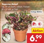 Begonien Beleaf Angebote bei Netto Marken-Discount Brandenburg für 6,99 €