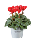 Alpenveilchen im Angebot bei Lidl in Aachen Alpenveilchen Angebote bei Lidl Aachen für 1,69 €