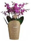 Phalaenopsis 'Duetto' 4 tiges - I LIKE orchids - Truffaut à Boulogne-Billancourt Phalaenopsis 'Duetto' 4 tiges - I LIKE orchids en promo chez Truffaut Boulogne-Billancourt à 34,99 €
