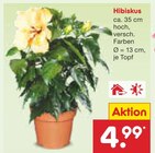 Aktuelle Hibiskus Angebote bei Netto Marken-Discount in Dresden Aktuelles Hibiskus Angebot bei Netto Marken-Discount in Dresden ab 4,99 €