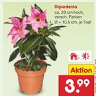 Dipladenia im Angebot bei Netto Marken-Discount in Rottenburg Dipladenia Angebote bei Netto Marken-Discount Rottenburg für 3,99 €