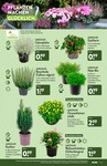 Gartenpflanzen Gartenpflanzen