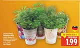 Kräuter-Mix für 1,99 € bei E center im Angebot Kräuter-Mix im aktuellen E center Prospekt