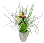 Mini-Silvester-Pflanzen Angebote bei Kaufland Friedrichshafen für 2,79 €