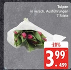 Tulpen im aktuellen Prospekt bei CAP Markt in Mestlin