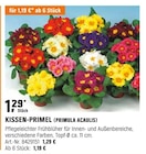 KISSEN-PRIMEL (PRIMULA ACAULIS) im aktuellen OBI Prospekt