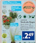 Staude oder Sommerblumen Angebote von Gardenline bei ALDI SÜD Nettetal für 2,49 €