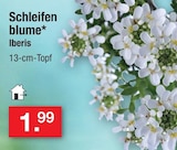 Schleifenblume bei Zimmermann im Prospekt "" für 1,99 €
