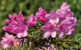 Rhododendron im Angebot bei Zimmermann in Mainz Rhododendron Angebote bei Zimmermann Mainz für 15,99 €
