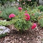 Ma Jardinerie Arc-lès-Gray - Promo Emera® fuchsia Promo Emera® fuchsia à 15,99 € dans le catalogue Ma Jardinerie à Arc-lès-Gray