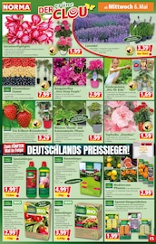 Aktueller Norma Prospekt mit Balkonpflanzen, "Mehr fürs Geld", Seite 15