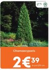 Chamaecyparis - Ma Jardinerie à Nancy Chamaecyparis en promo chez Ma Jardinerie Nancy à 2,39 €