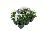 Chrysanthemen im Angebot bei Lidl in Hagen Chrysanthemen Angebote bei Lidl Hagen für 2,49 €