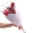 Strauß mit Zuckerbusch Protea für 3,69 € bei Netto mit dem Scottie im Angebot Strauß mit Zuckerbusch Protea im aktuellen Netto mit dem Scottie Prospekt