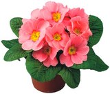 Primel Angebote bei REWE Trier für 1,00 €