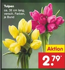 Aktuelles Tulpen Angebot bei Netto Marken-Discount in Chemnitz ab 2,79 €