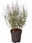 Blauraute Angebot im Hagebaumarkt Prospekt Blauraute im Hagebaumarkt Prospekt zum Preis von 12,99 €