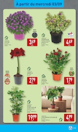 Plante Verte Angebote im Prospekt "LES TRÈS GRANDS ARRIVAGES" von Aldi Plante Verte Angebote im Prospekt "LES TRÈS GRANDS ARRIVAGES" von Aldi auf Seite 43