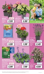 Blumenampel Angebot im aktuellen Lidl Prospekt auf Seite 5