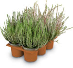 Aktuelle Pflanzen Angebote bei Netto Marken-Discount in Bremen Aktuelles Besenheide Calluna Angebot bei Netto Marken-Discount in Bremen ab 1,99 €