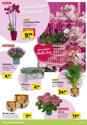 Blumen im Hagebaumarkt Prospekt in Aurich Aktueller Hagebaumarkt Prospekt mit Blumen, "Schenk mit uns von Herzen", Seite 2