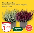 Calluna Garden Girls im Angebot bei GLOBUS in Altenburg Calluna Garden Girls Angebote bei GLOBUS Altenburg für 1,79 €