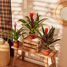 Bromelia en promo chez Carrefour Clamart à 6,99 €