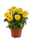 Chrysanthème collection en promo chez Lidl Bergerac à 3,49 €