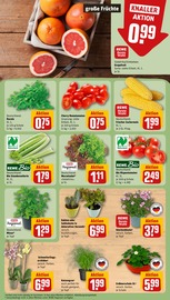 Bio im REWE Prospekt in Frechen Aktueller REWE Prospekt mit Bio, "Dein Markt", Seite 5