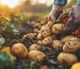 Plants certifiés pommes de terre 25 kg à Espace Emeraude dans Margueron